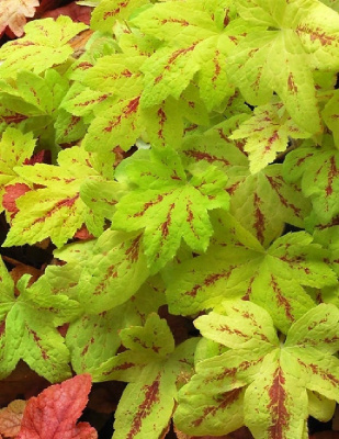 Гейхера Санрайс Фэлс 1 шт