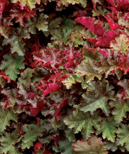 Гейхера Чоколейт Раффлз 1 шт р9