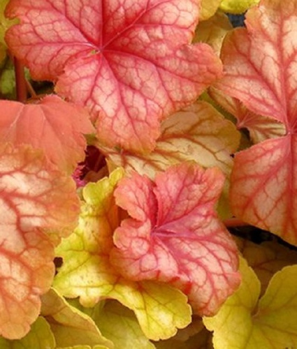 Гейхера Шампань 1 шт