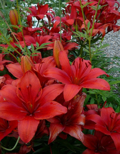 Лилия Ред Каунти 1 шт (АКЦИЯ!)