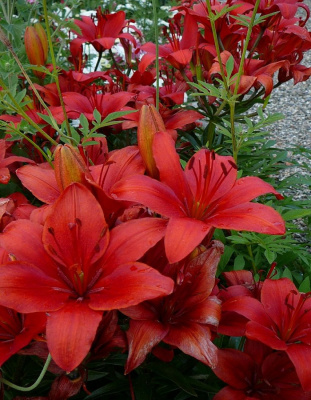 Лилия Ред Каунти 1 шт (АКЦИЯ!)