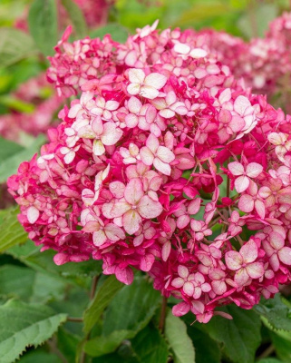 Гортензия древовидная Руби Анабель 1 шт Р9