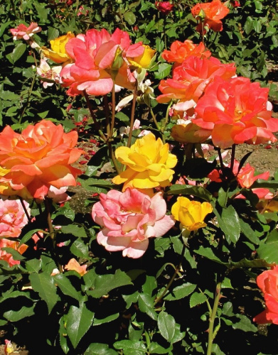 Роза бордюрная Самба 1 шт