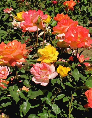 Роза бордюрная Самба 1 шт