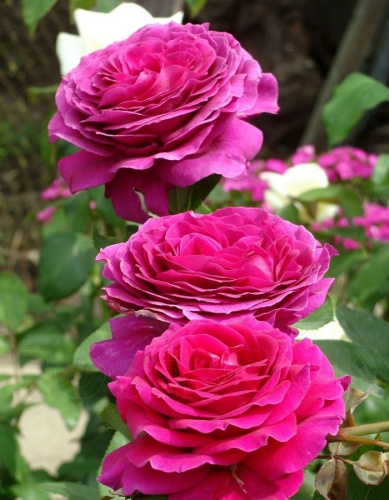 Роза чайно-гибридная Биг Перпл 1 шт