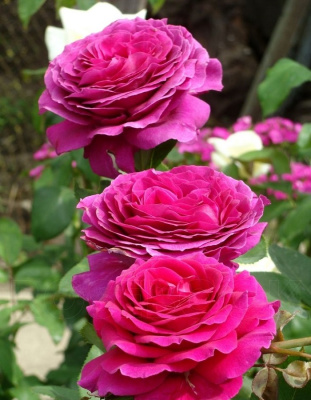 Роза чайно-гибридная Биг Перпл 1 шт