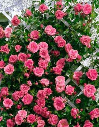 Роза плетистая Лавиния 1 шт