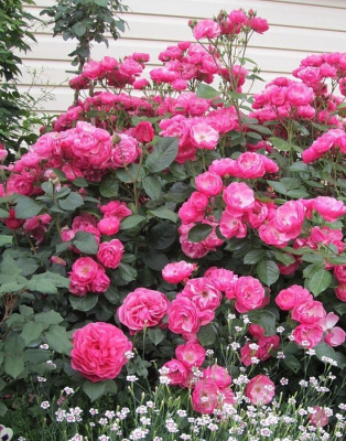 Роза бордюрная Дегенхарт 1 шт