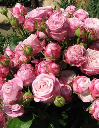 Роза спрей Леди Бомбастик 1 шт