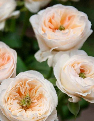 Роза английская Чарити 1 шт