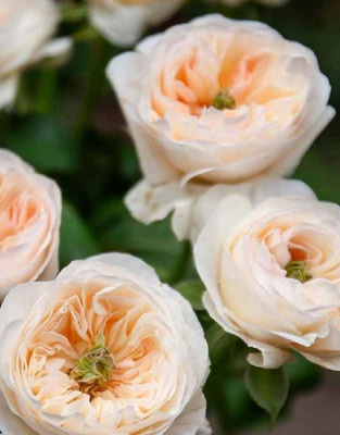 Роза английская Чарити 1 шт