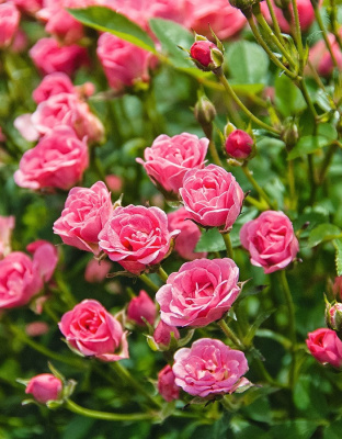 Роза миниатюрная Розовый 1 шт