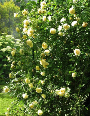 Роза плетистая Сирано де Бержерак 1 шт