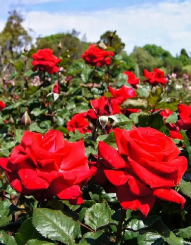 Роза чайно-гибридная Гранд Аморе 1 шт