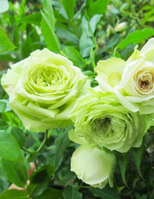 Роза чайно-гибридная Супер Грин 1 шт