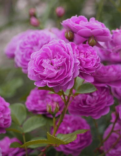 Роза полиантовая Блю Бой 1 шт