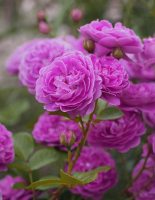 Роза полиантовая Блю Бой 1 шт