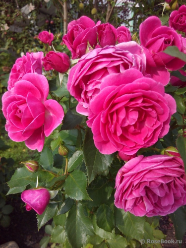 Роза кустовая Леа Ренесанс 1 шт