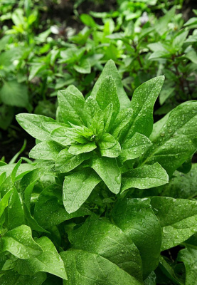 Шпинат Жирнолистный 1 гр цв.п