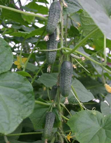 Огурец Ручеек F1 (УД) 10 шт