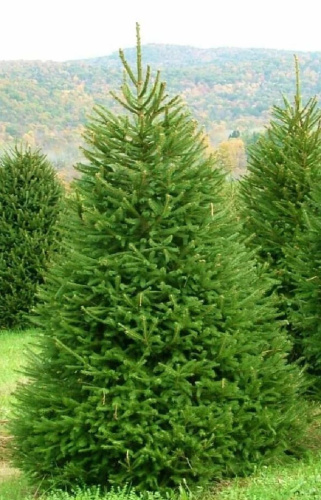 Ель обыкновенная 1 шт С2 (3 года)