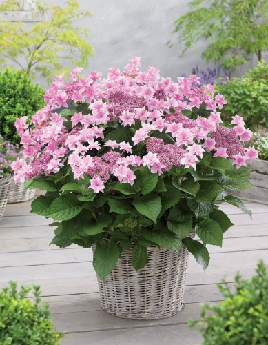 Гортензия крупнолистная Доппио Роза 1 шт Р9