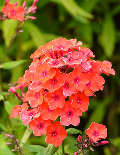 Флокс Фаершпигель 1 шт Р9