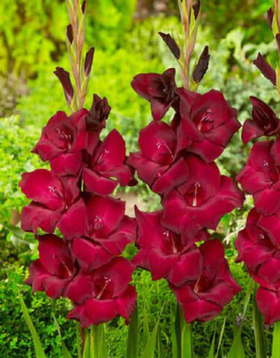 Гладиолус Эт Найт 1 уп. (3 шт.).