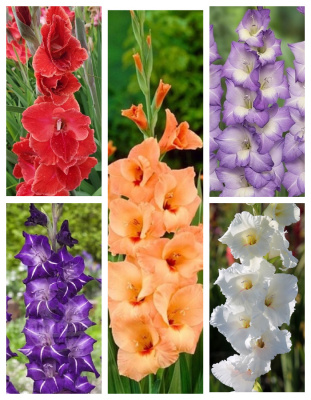 Микс гладиолусов Радуга  5 шт.