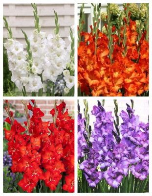 Микс гладиолусов Гламини 4 шт.