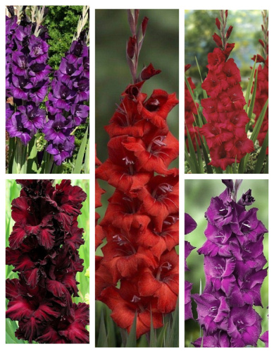 Микс гладиолусов Темный бархат 5 шт.