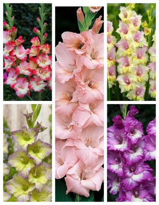 Микс гладиолусов Нежное гофре 5 шт.