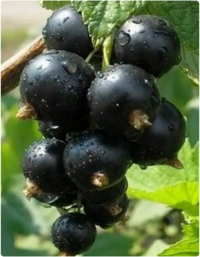 Смородина черная Бен Тирен 1 шт