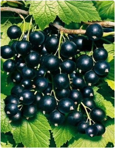 Смородина черная Бен Хоппен 1 шт