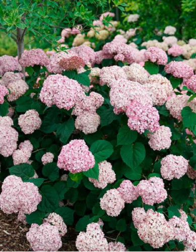 Гортензия древовидная Свит Анабель 1 шт Р9