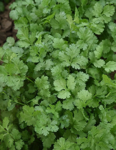 Кориандр (кинза) Тайга (УД) 2 гр. цв.п.