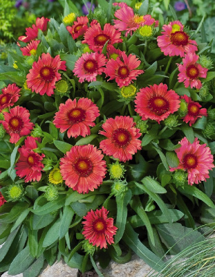 Гайлардия грандифлора Аризона Ред Шейдес 1шт Р9