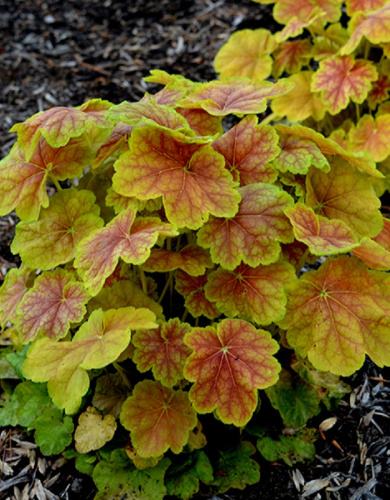 Гейхера Тирамису 1 шт Р9