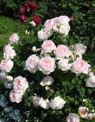 Роза английская Шарифа Асма 1 шт