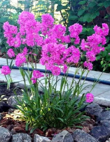 Лихнис Смолка 1 шт Р9