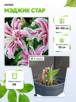 Лилия Мэджик Стар 1 шт Р9