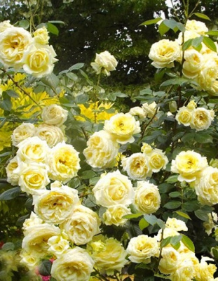 Роза плетистая Эльф 1 шт