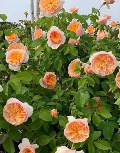 Роза английская Джульета 1 шт