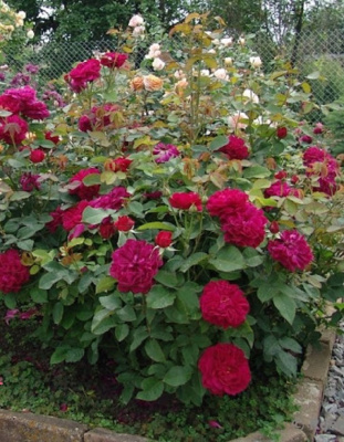 Роза английская Дарси Басселл 1 шт