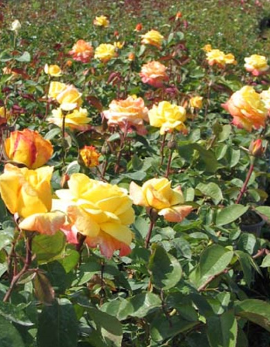 Роза чайно-гибридная Пер Гюнт 1 шт