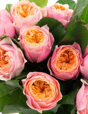 Роза чайно-гибридная Вувузелла 1 шт