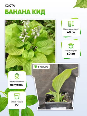 Хоста Банана Кид 1 шт Р9
