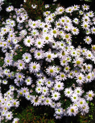 Астра кустарниковая Вайс 1 шт Р9