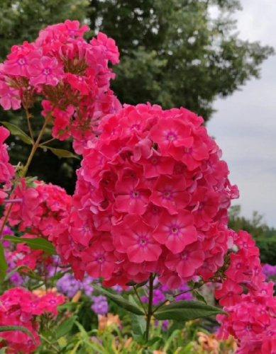 Флокс Земляничное суфле 1 шт Р9