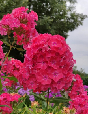 Флокс Земляничное суфле 1 шт Р9